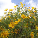 Copper Canyon Daisy - Foundation Plants for Zone 8