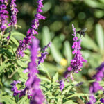 Dwarf Mexican Sage - Foundation Plants for Zone 8