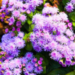 Greggs Mist - Foundation Plants for Zone 8