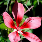 Hibiscus Texas Star