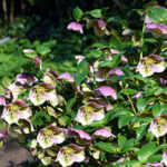 Lenten Rose