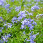 Plumbago - Foundation Plants for Zone 8