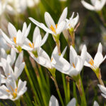 Rain Lilly