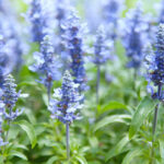 Salvia Mystic Blue Spires - Foundation Plants for Zone 8