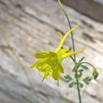 Texas Gold Columbine 