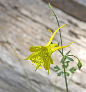 Texas Gold Columbine