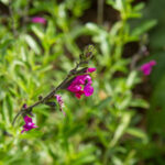 Autumn Sage - Foundation Plants for Zone 8