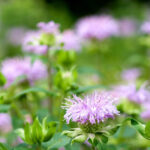 Bee Balm - Foundation Plants for Zone 8