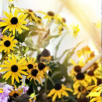 Black-eyed Susan 