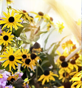 Black-eyed Susan