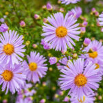 Fall Asters - Foundation Plants for Zone 8