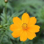 Mexican Mint Marigold 