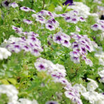 Phlox