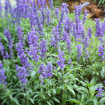 Salvia