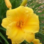 Daylily “Stella D’Oro"
