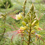 Texas Bird of Paradise 