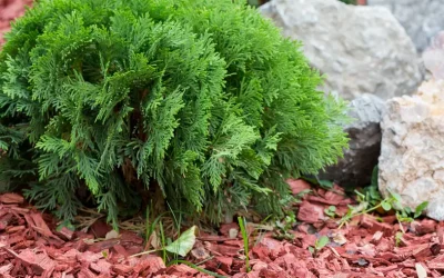 How to Use Cedar Mulch Around Your House & in Flower Beds – Plant it Pretty!
