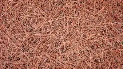 Pine Needle Mulch against the Foundation