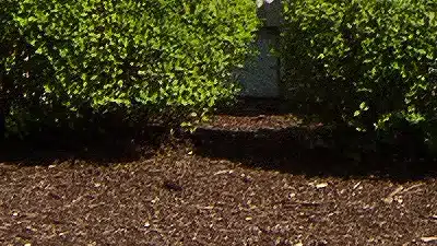 Wood Chip or Bark Mulch Around the House Foundation