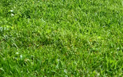 Best Grass to Protect Your Foundation