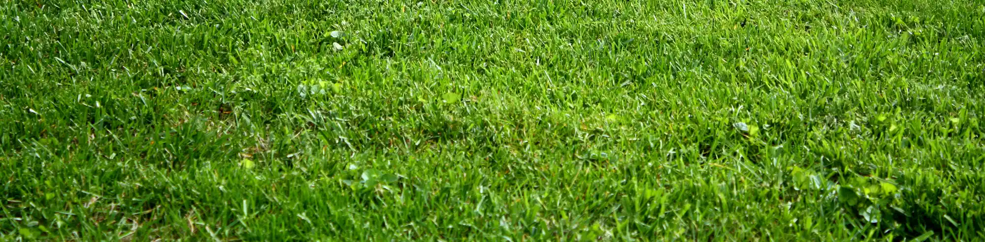 Best Grass to Protect Your Foundation-Kentucky Bluegrass-Poa pratensis header