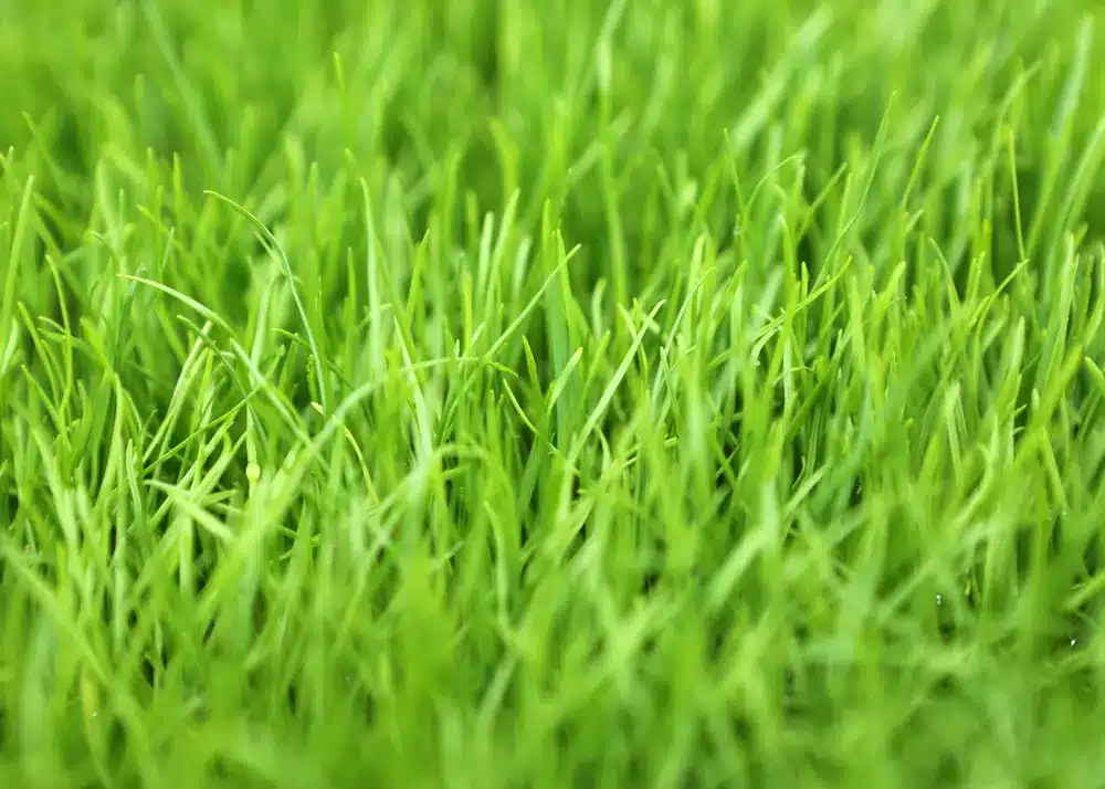Best grass for protecting your foundation - Kentucky Bluegrass-Poa pratensis