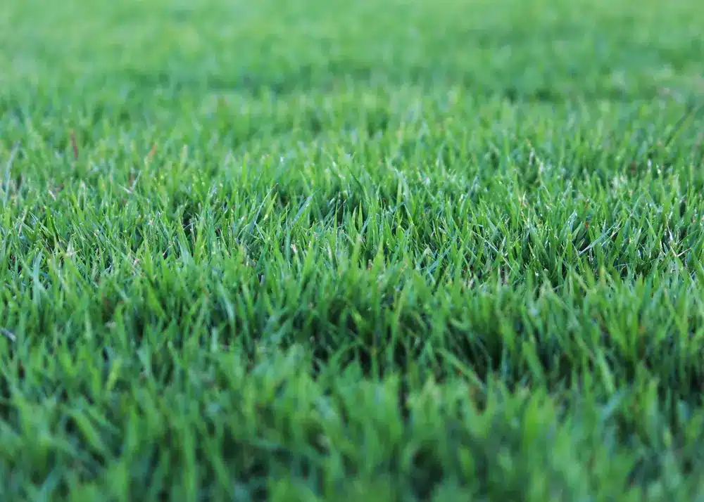 Best grass for home foundation - Zoysia Grass-Zoysia spp