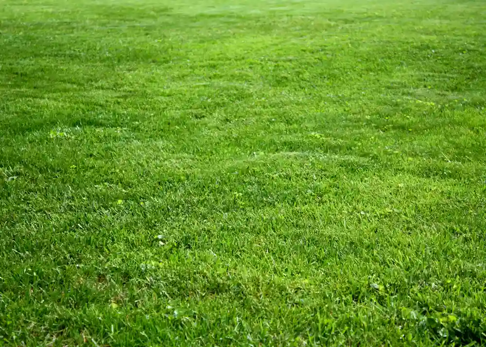 Best grass for protecting your foundation - Kentucky Bluegrass-Poa pratensis