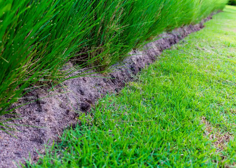 Best grass for your foundation - Bermuda Grass-Cynodon dactylon