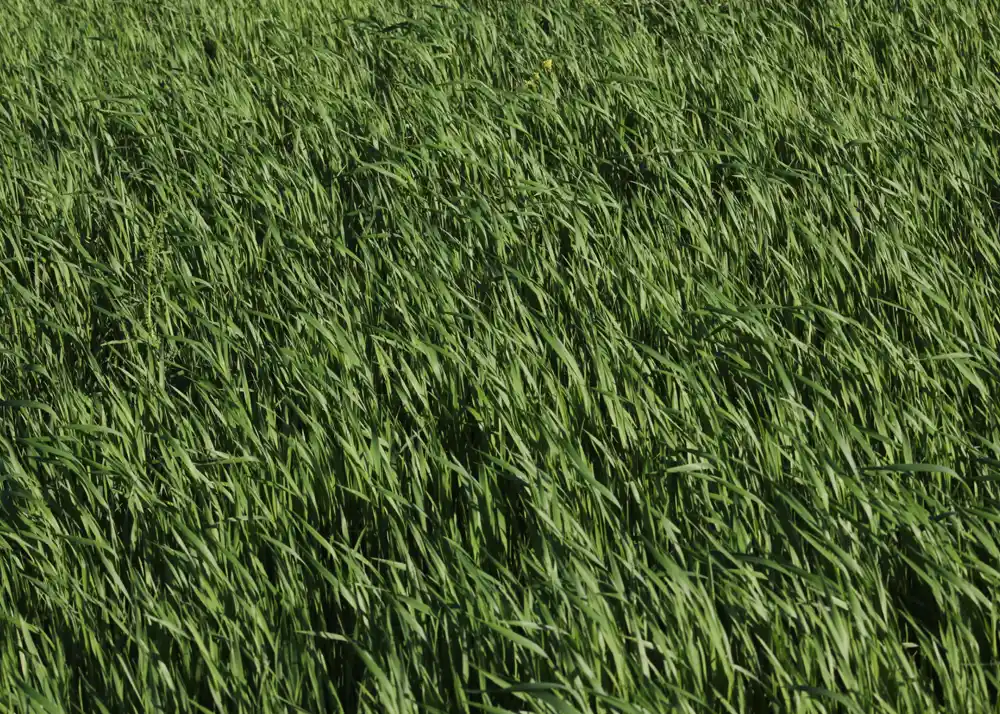 Best grass to protect your foundation - Fescue-Festuca arundinacea