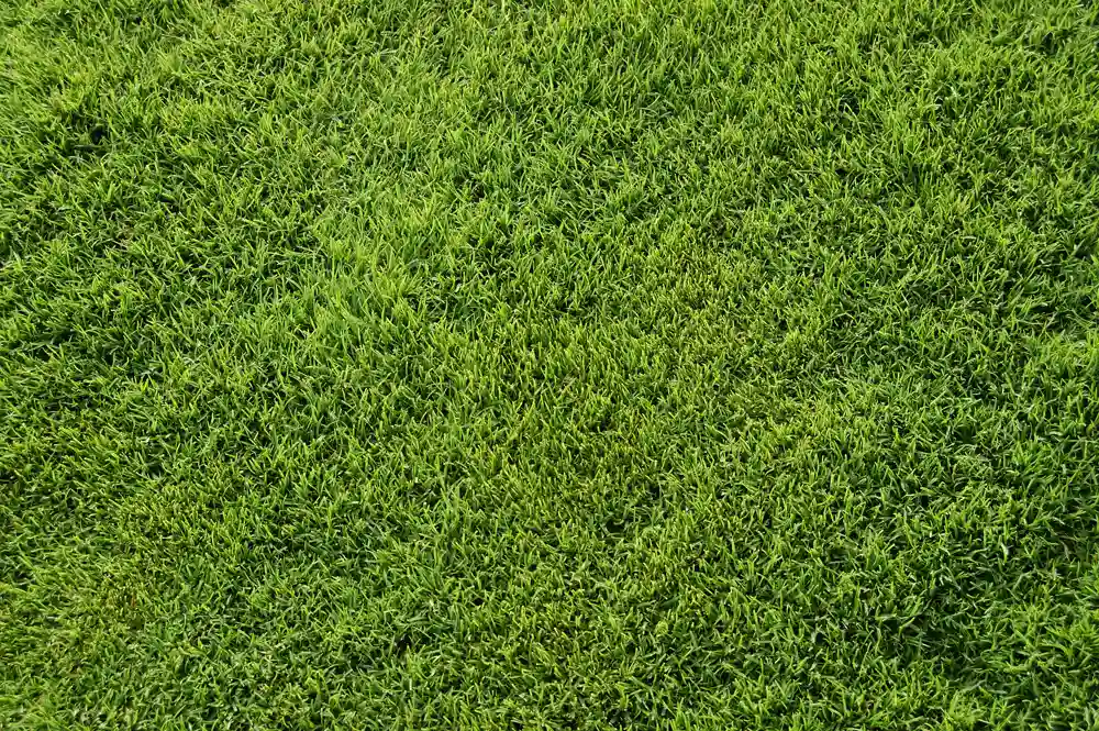 Fall Lawn Watering Bermuda Grass