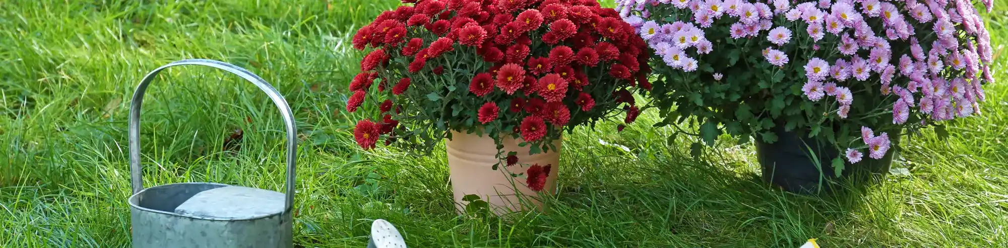 Fall Watering Guide for DFW