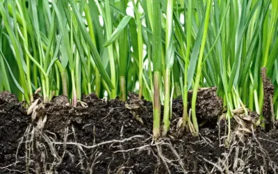 How Grass Regulates Moisture Around Home Foundations