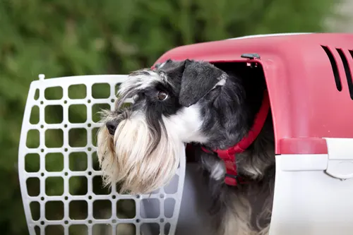 Site Preparation for Construction - Move Pets to a Quite Place