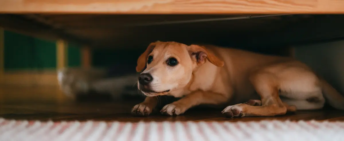Can You Live in a House During Foundation Repair - dog hiding