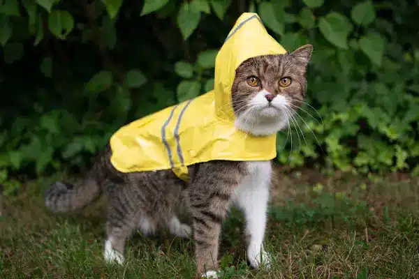 Improve Clay Soil Drainage – Make Your Foundation and Your Cat Happy