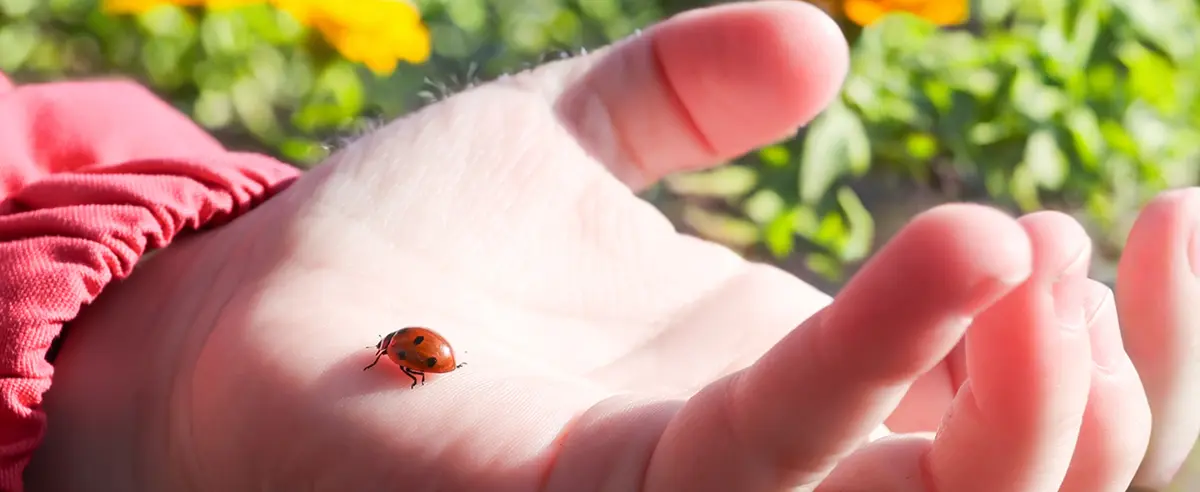 Eco-Friendly Pest Control Texas Foundation Landscaping