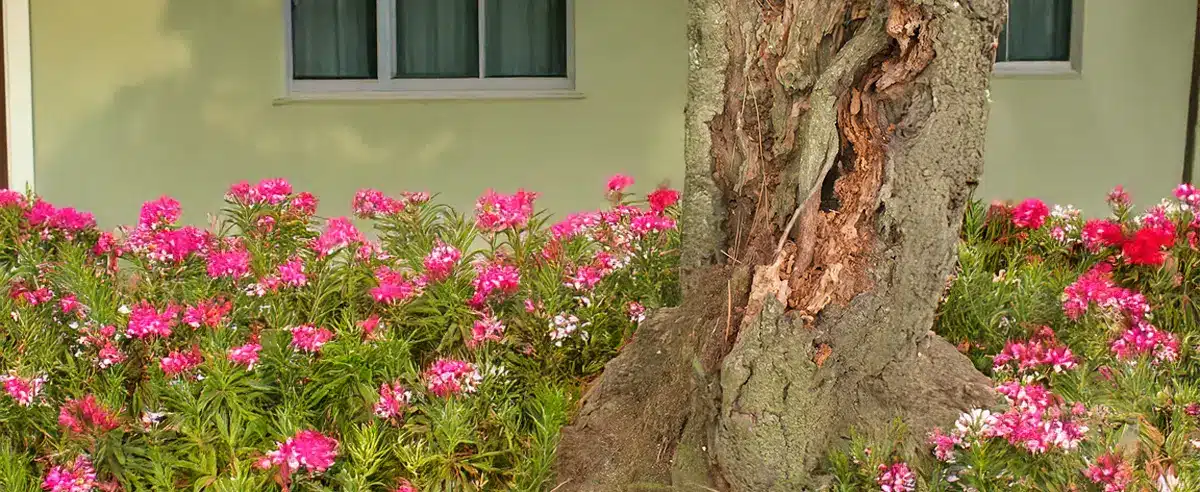 Natural Homemade Remedy for Termites - Eco-Friendly Foundation Landscaping