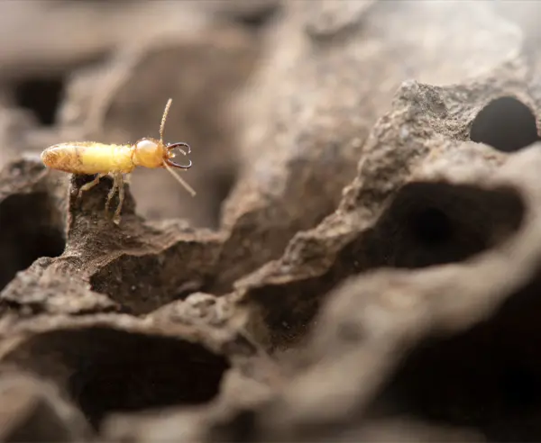 Homemade Remedy for termites