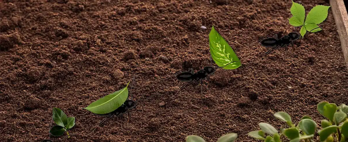 How to Make a Homemade Ant Repellent – Natural Ways to Repel Ants