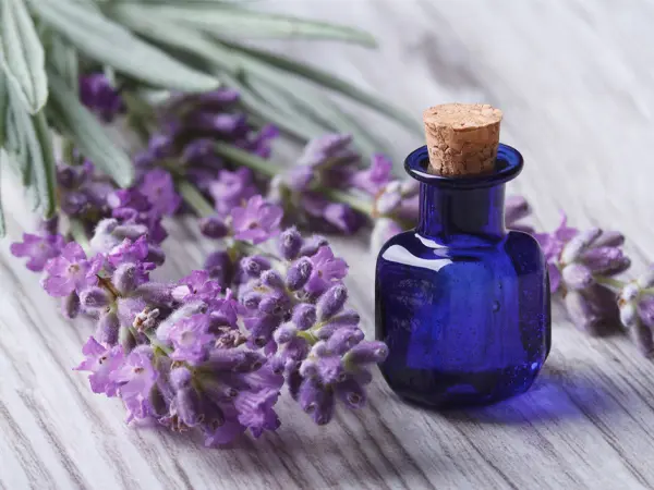 Lavender Oil Spider Spray