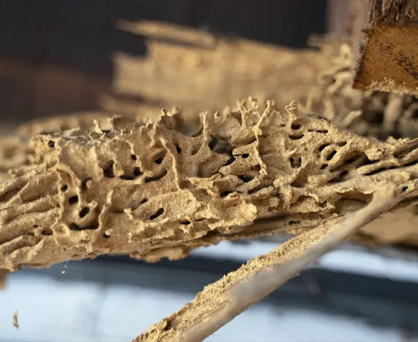 Natural Termite Spray