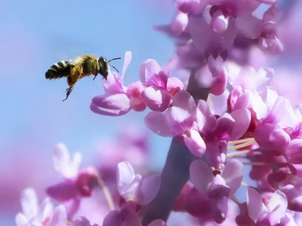 Honey bee friendly pest control