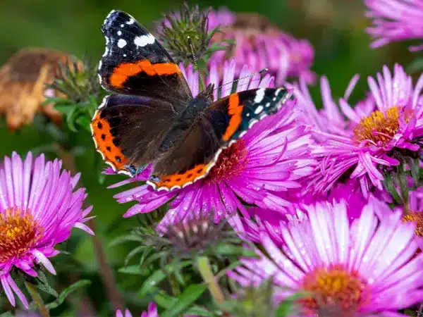 Pollinator friendly pest control