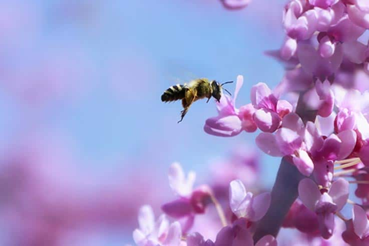 Foundation Landscaping Bee Pollinator Friendly Pest Control