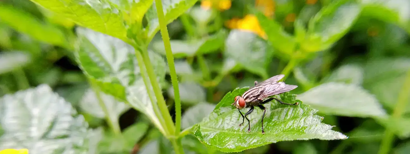 How to Make Homemade Fly Repellent: Frugal, Easy Foundation Landscaping
