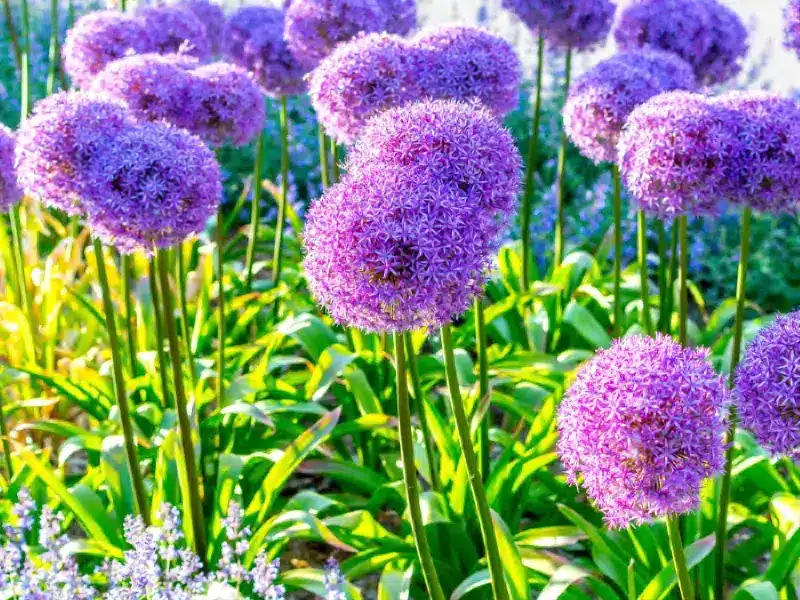 Pest Repelling Plants: Allium