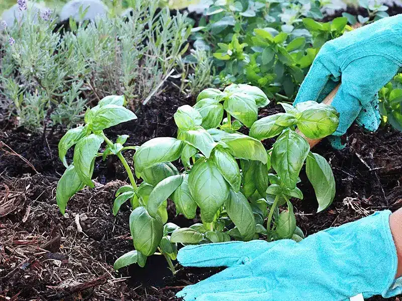 Pest Repelling Plants: Basil