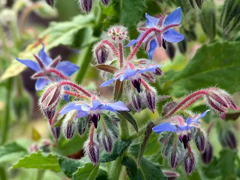 Pest Repelling Plants: Borage