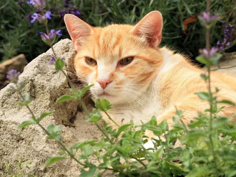 Pest Repelling Plants: Catnip